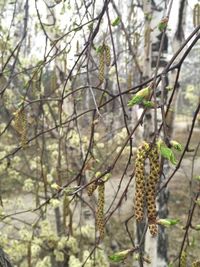 Close-up of tree branch