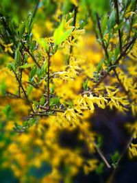 Close-up of yellow flowers