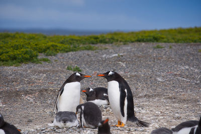 Penguin on field