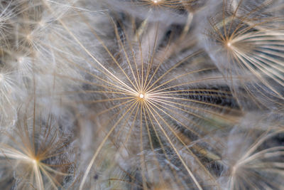 Close-up of dandelion on plant