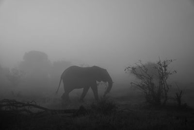 View of a horse on field