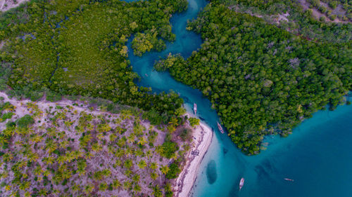 mangroove swamp