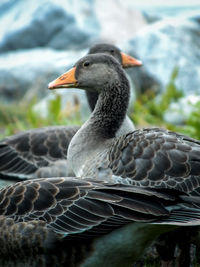 Close-up of bird