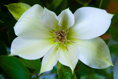 Close-up of white clematis blooming in park