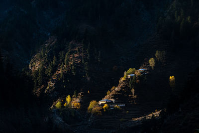 Panoramic view of rocks and trees in forest