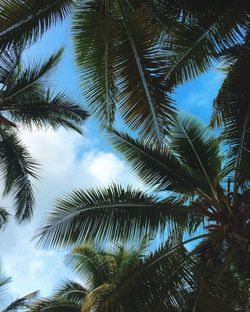 Low angle view of palm trees against sky