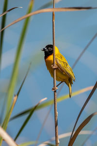 Low angle view of bird perching on branch