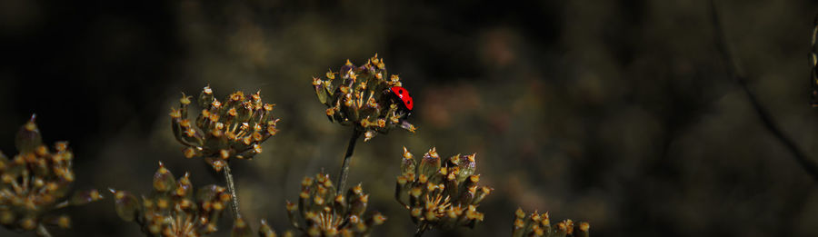 Close-up of wilted flower on field