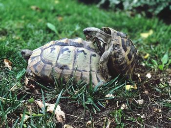 Close-up of turtle on field