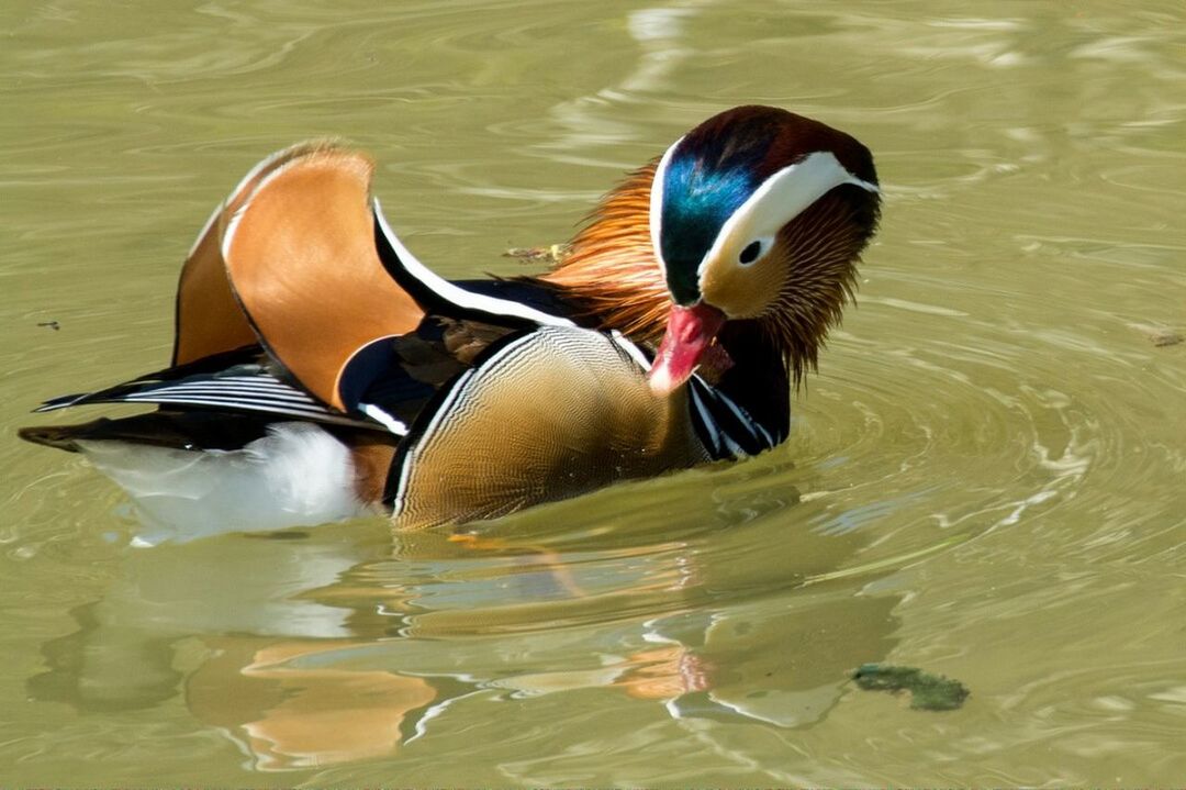 DUCK SWIMMING ON LAKE