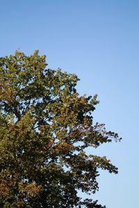 Low angle view of tree against clear sky