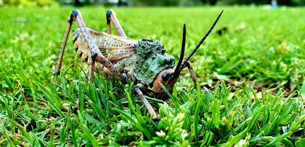 Close-up of lizard on land