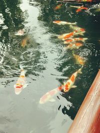 High angle view of koi carps swimming in lake