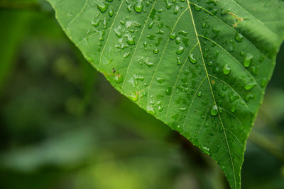 Close-up of water drops on leaf