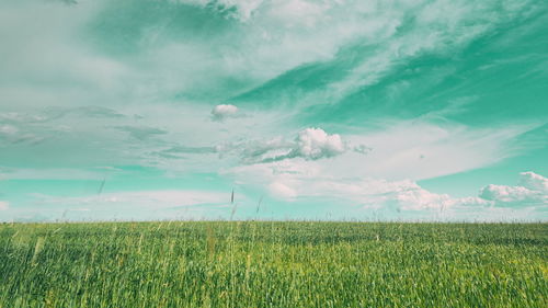 Scenic view of agricultural field against sky