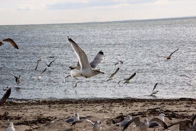 Seagulls flying over sea shore