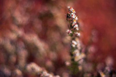 Close-up of red flowers