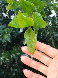 Close-up of hand feeding on leaf