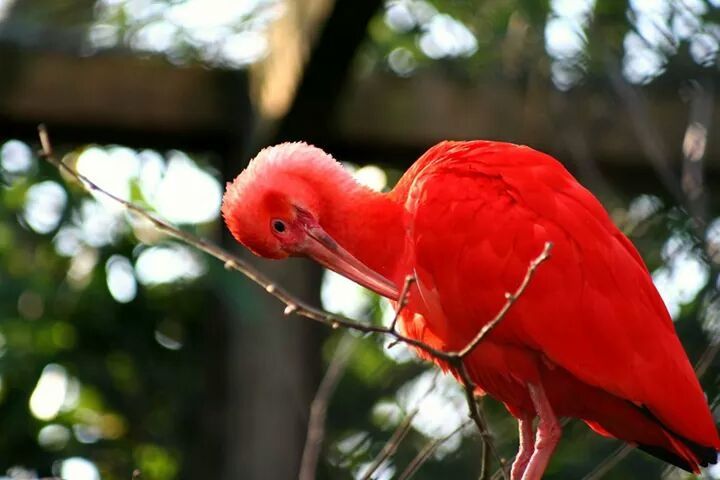 red, animal themes, focus on foreground, flower, animals in the wild, close-up, bird, wildlife, one animal, branch, tree, nature, beauty in nature, growth, freshness, fragility, day, outdoors, perching, selective focus