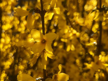 Close-up of yellow flowering plant