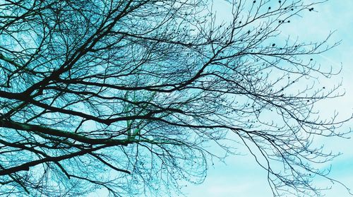 Low angle view of tree against sky