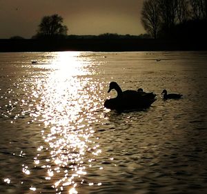 Swans swimming in water at sunset