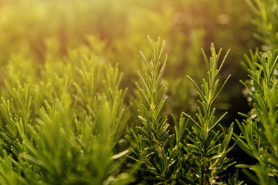 Close-up of crops growing on field