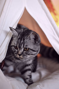 Close-up of cat relaxing on bed