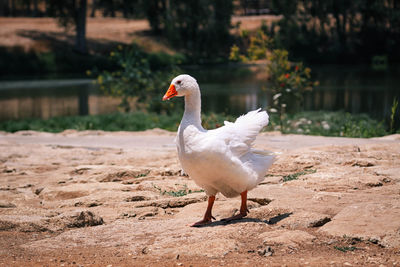 Domestic goose on lakeshore