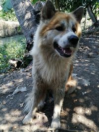 Dog standing on land
