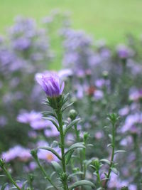 Close-up of purple crocus blooming outdoors