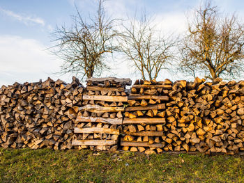 Stack of logs on field in forest