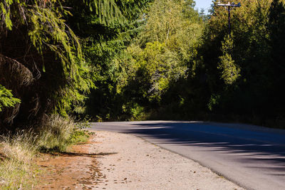 Road amidst trees