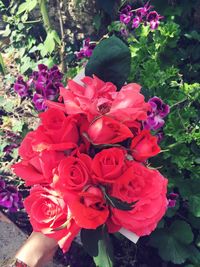 Close-up of roses blooming outdoors