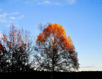 Low angle view of tree against sky