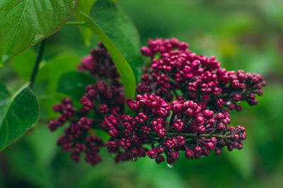 Close-up of purple flowering plant