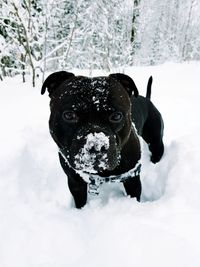 Portrait of a dog in snow