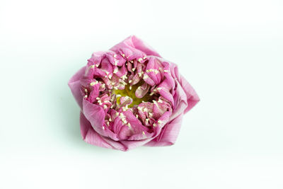 Close-up of pink rose against white background