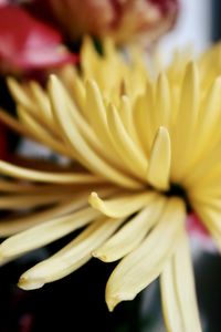 Macro shot of yellow flower