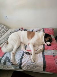 Portrait of dog sleeping