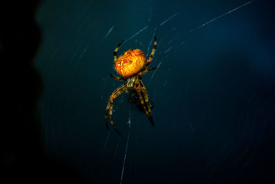 Close-up of spider on web