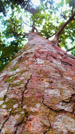 Close-up of tree trunk in forest