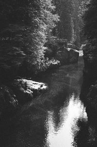 Reflection of trees in water