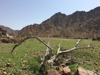 Scenic view of field against clear sky