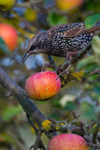 Bird perching on apple