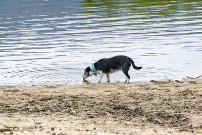 Dog running in a lake
