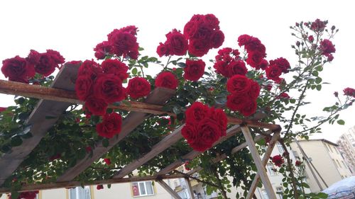 Low angle view of red flowering plants against clear sky