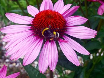 Close-up of bumblebee on eastern purple coneflower