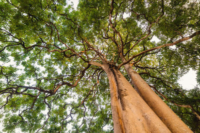 Low angle view of trees in forest against sky