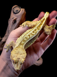 Close-up of lizard